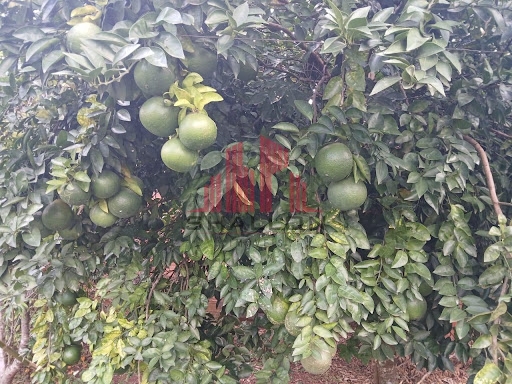 Chácara, 3 quartos, 1020 m² - Foto 9