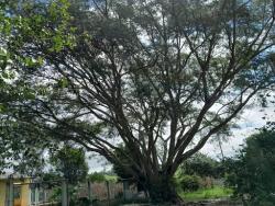 Chácara para Venda em Sarapuí - 4