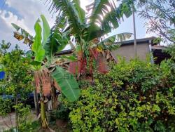 Chácara para Venda em Araçoiaba da Serra - 4